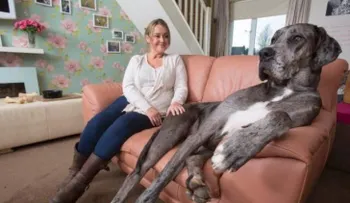 Conoce a Freddy, el perro más grande del mundo