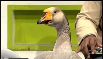 El Ganso Cuqui que hace lo que le ordena su dueño