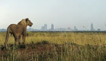 Un grupo de leones que se escaparon de un parque natural andan sueltos en la ciudad