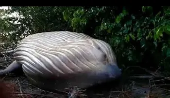 Increíble hallazgo de una ballena de ocho metros de largo en plena selva amazónica brasileña