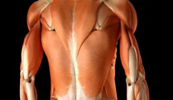 ¿De qué está hecho el cuerpo humano?
