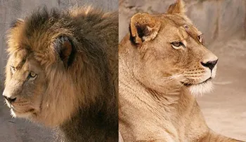 La trágica historia del joven suicida que se lanzó a una jaula de leones en Chile 