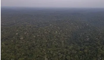 La deforestación en la Amazonía de Brasil cae 35 %