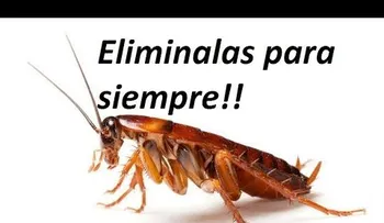 Este nuevo truco hace desaparecer las cucarachas de tu casa para siempre