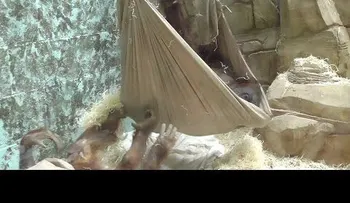 Una cría de orangután se fabrica una hamaca