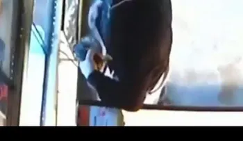 Un ladrón roba una serpiente pitón ocultándola en sus pantalones