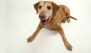 Un perro, la figura de un partido en la Copa Libertadores 2016
