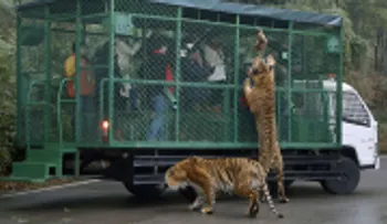 En un zoológico chino los enjaulados no son los animales