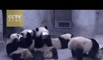 Estos pandas hambrientos de China no tienen tiempo ni para hablar