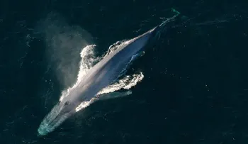 Ballena le da un golpe mortal a un hombre que la acababa de salvar
