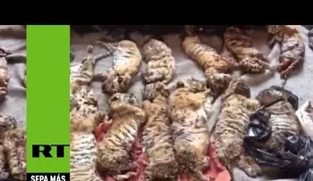 El macabro laboratorio budista: nuevos hallazgos en el Templo del Tigre agravan el escándalo
