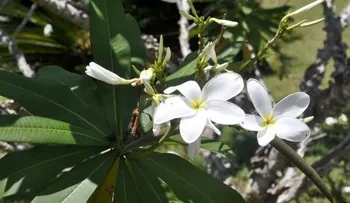 Jardín Botánico con entrada gratuita este domingo