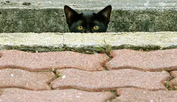 Twitter se llena de gatos con el fin de apoyar la operación antiterrorista en Bélgica