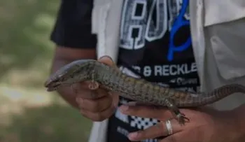 Hallan en La Humeadora dos ejemplares de lucia gigante, especie en peligro crítico de extinción
