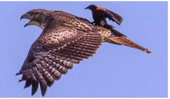 Pajaro cojiendo una bola encima de un halcón