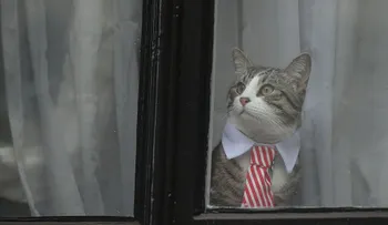 GatoLeaks: el gato de Assange se robó el show este lunes en la Embajada de Ecuador