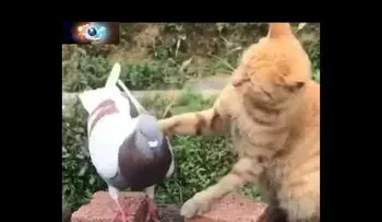 La tierna pelea entre un gato y una paloma que enloquece a las redes 