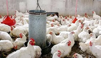 Productores Avícolas buscan diversificar mercado producción pollos y huevos