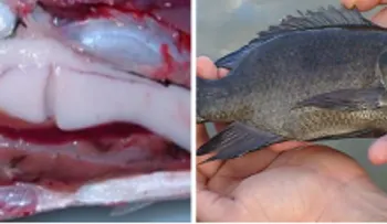 Por Qué Nunca Deberias Comer Tilapia!