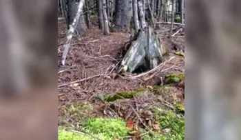 El movimiento del suelo de un bosque canadiense desconcierta en la Red (VIDEO)