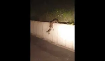 Una familia de mapaches supera los baches codo con codo
