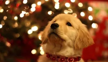 3 beneficios de tener una mascota en Navidad