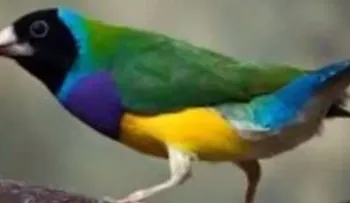 Gay denuncia funcionarios mandan a buscar pájaros (Video)