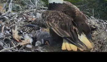 Un águila se asusta con un sismo y abandona a sus pichones, pero todo sale bien