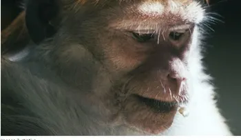 Un híbrido humano y chimpancé habría nacido en un laboratorio de EE.UU.