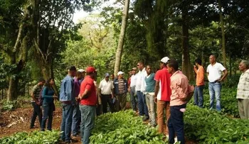 El Coniaf renueva cafetales con variedad usada en Enriquillo
