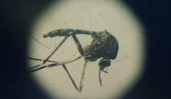 Reportan 10 casos más de zika en Florida; podrían ser por picadura de mosquitos locales