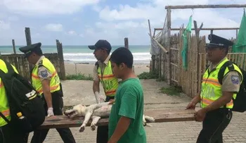 Han rescatado más de 200 perros tras el terremoto en Ecuador