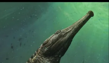 Encuentran fósiles de monstruosa especie de cocodrilo marino prehistórico