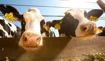 ¿Es una vaca o es una droga? La polémica sobre los animales con ADN modificado en EEUU