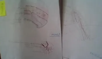 Medicina cardiometabólica y antiaging