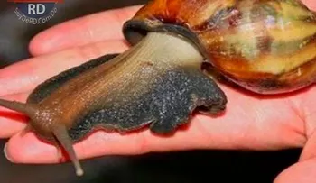 Preocupación en Cuba por caracol gigante procedente de África