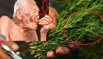 Aumentó su memoria en un 75 oliendo esta planta 1 minuto al día