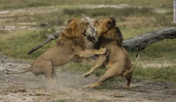Leones matan a un búfalo frente a un grupo de turistas