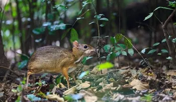 Video: Captan imágenes del mamífero artiodáctilo más pequeño del mundo