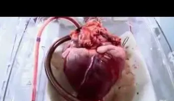 Un corazón latiendo en vivo y a todo color (VIDEO)
