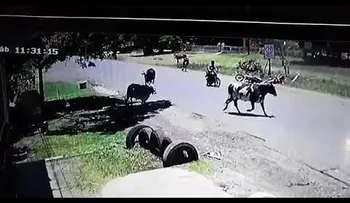 La vaca "Kung Fu" ataca una motociclista y causa furor