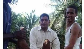 Waoo: Eso es lo que se llama una planta de yuca productiva