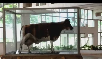 Fidel Castro dijo que esta vaca produciría más leche que Holanda 