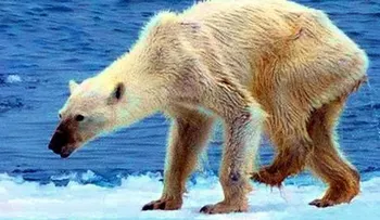Indignación en redes por foto de oso polar desnutrida