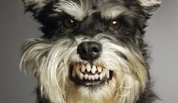Rabia en perros y gatos: todo lo que hay que saber 