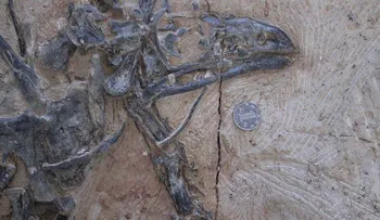 ¿Por qué las aves tienen picos pero no dientes? Este dinosaurio podría tener la respuesta