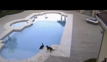 Un gato empuja a otro a una piscina