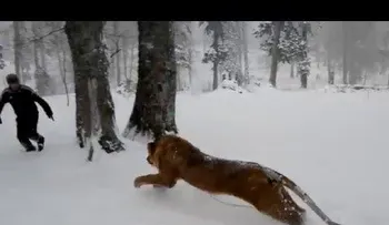 Sin preocupación: Juega con un león como si fuera un perrito 