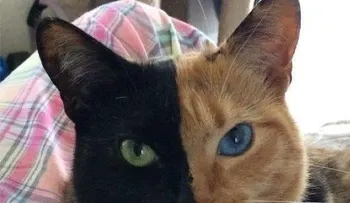 Una gata con â??dos carasâ? se vuelve viral 