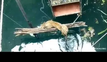 Rescatan a un leopardo que se ahogaba (VIDEO)